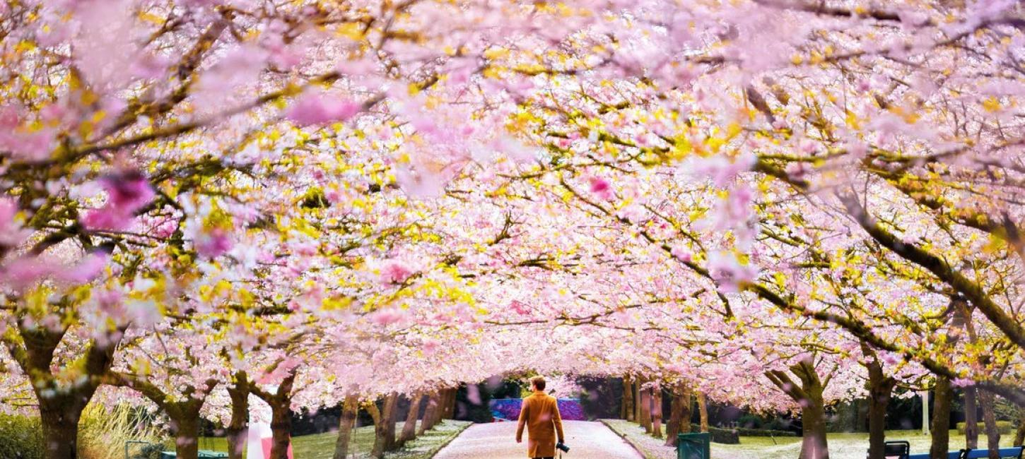 Cherry blossoms at Bispebjerg Cemetery in Copenhagen