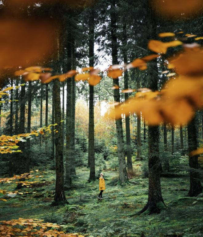 Maak de mooiste Denemarken wandelingen in Rold Skov, Rebild Bakker