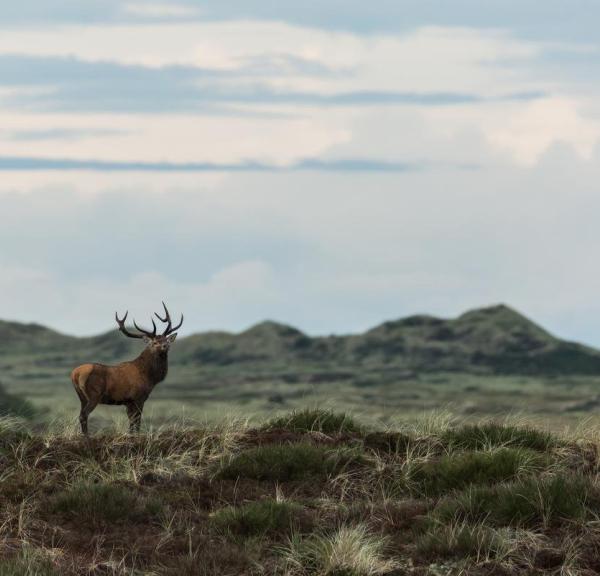 Lodbjerg Hede in Thy National Park, North Jutland